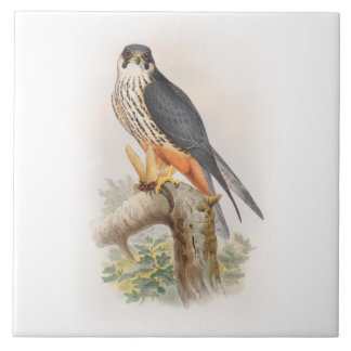 Vögel Hobby-Falke-Johns Gould von Großbritannien Fliese
