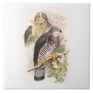 Vögel Honig-Bussard Johns Gould von Großbritanni Fliese
