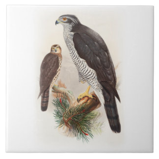 Vögel Hühnerhabicht-Johns Gould von Fliese