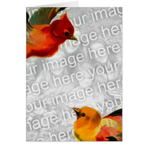 Vögel Ihr Bild hier