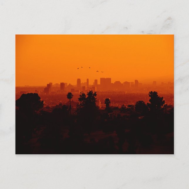 Vögel im Flug (Los Angeles, CA) Postkarte (Vorderseite)