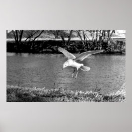 Vögel im Flug Poster