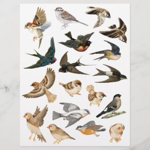 Vögel im Flug und ruhende Vögel unruhige Schnitte