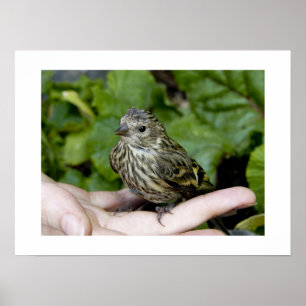 Vogel im Hand-Druck Poster