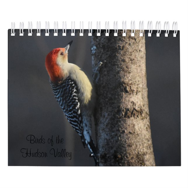 Vogel im Hudson-Tal Kalender (Titelbild)
