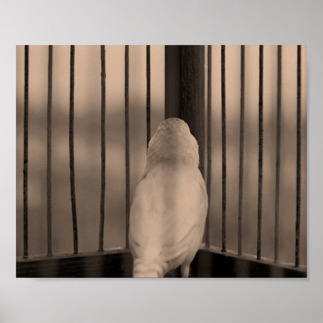 Vogel im Käfig Poster (Vorne)