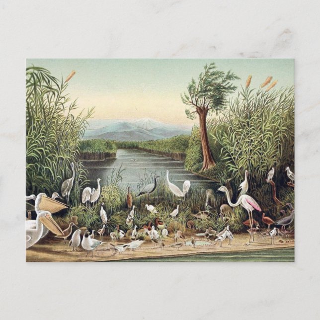 Vögel im Kaukasus Postkarte (Vorderseite)