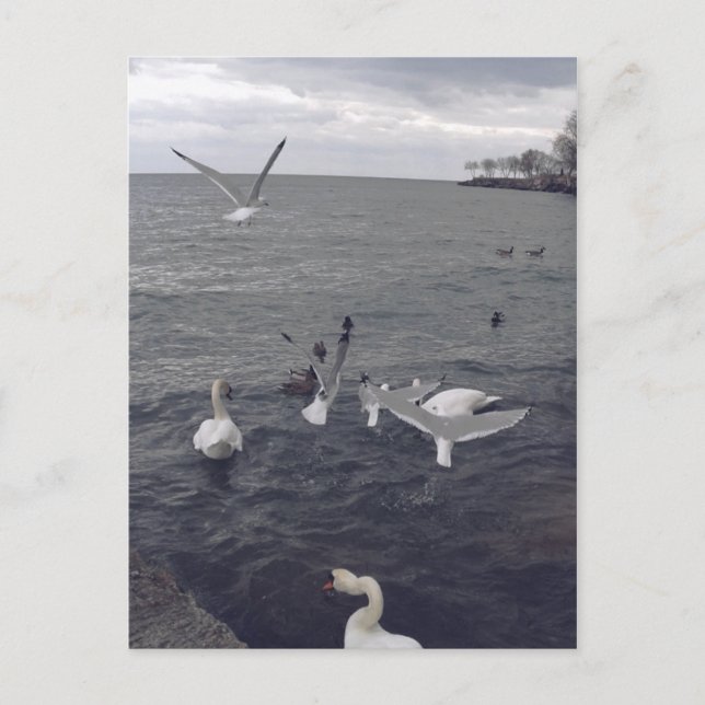 Vögel im Ontariosee Postkarte (Vorderseite)