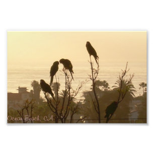 Vögel im Paradies Fotodruck