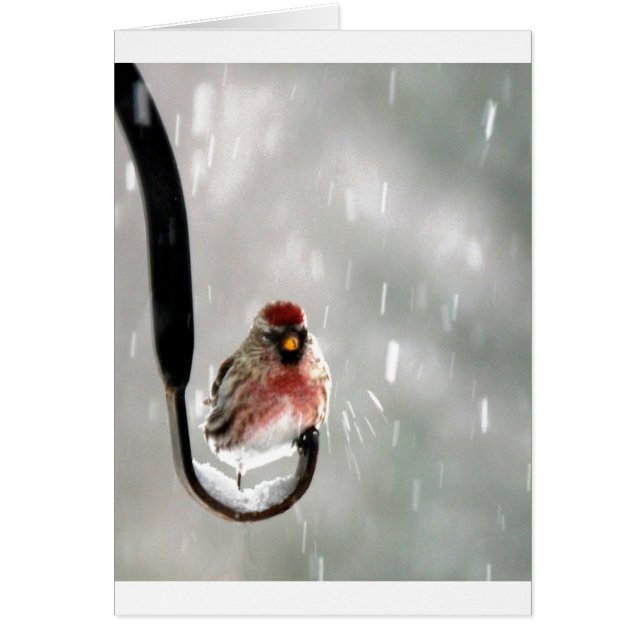 Vogel im Schnee (Vorne)