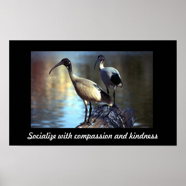 Vögel im Stadium Poster (Vorne)