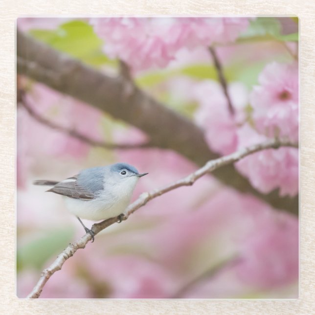 Vogel in Blossom Tree Glasuntersetzer (Vorderseite)