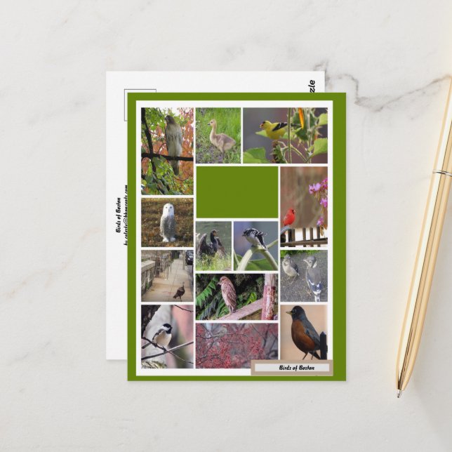 Vögel in Boston Postkarte (Vorderseite/Rückseite Beispiel)