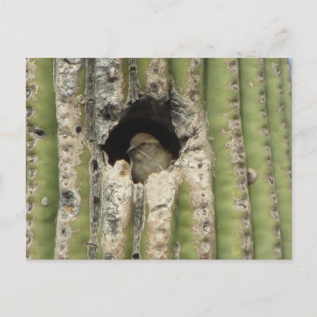Vogel in einem Saguaro-Nest Postkarte (Vorderseite)