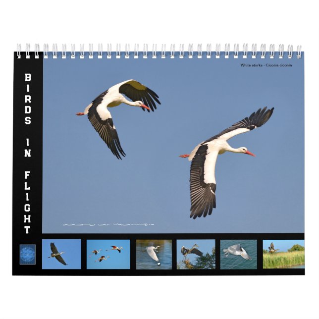 Vögel in Flug 12 Monate Kalender (Titelbild)