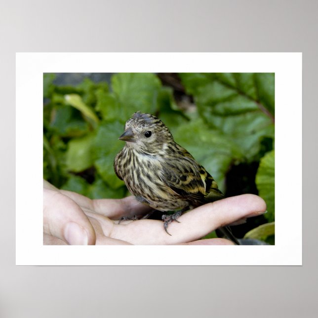 Vögel in Handdruck Poster (Vorne)