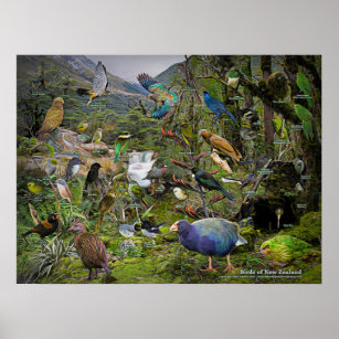 Vögel in neuseeländischem Kunstposter Poster