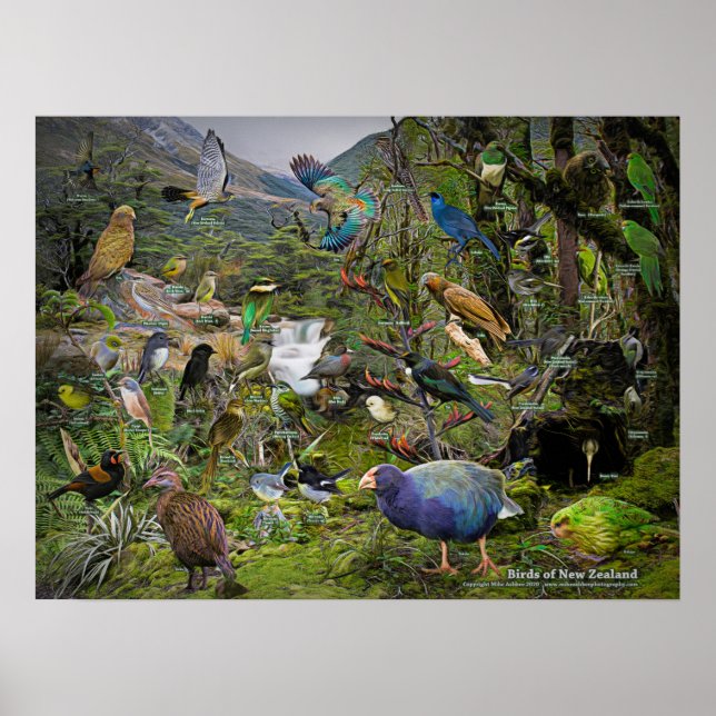 Vögel in neuseeländischem Kunstposter Poster (Vorne)