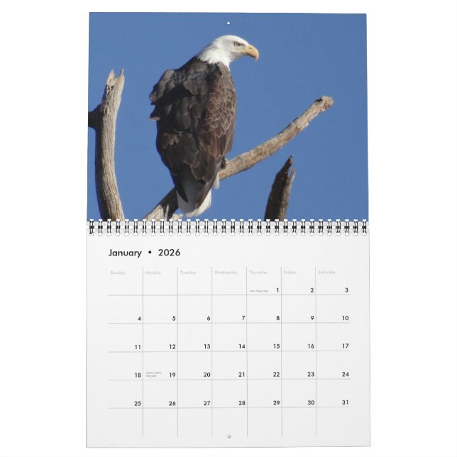 Vögel in Nordamerika Kalender (Jan 2026)