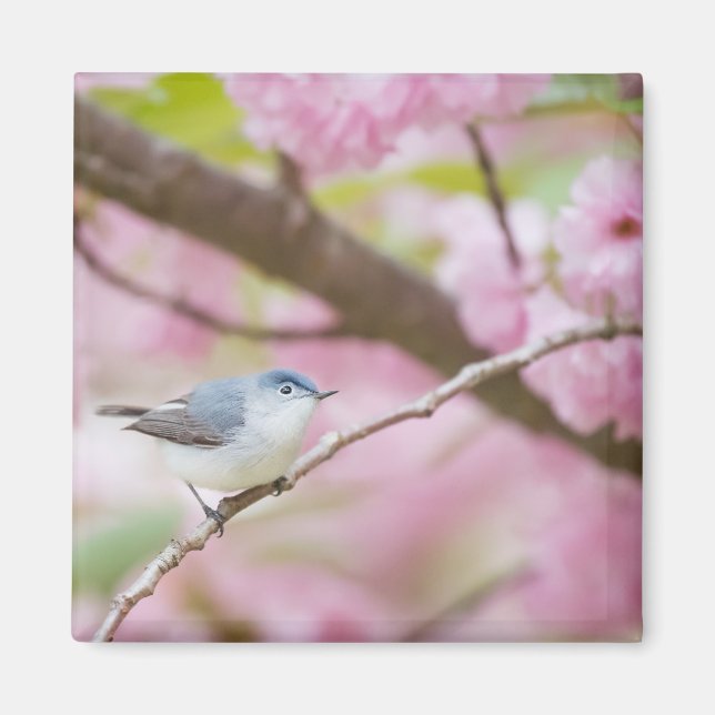 Vogel in rosa Blossom Tree Magnet (Vorne)