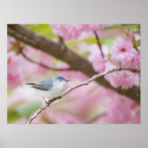 Vogel in rosa Blossom Tree Poster