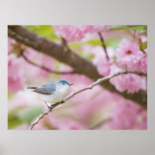 Vogel in rosa Blossom Tree Poster (Vorne)