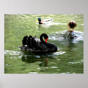 Vögel in Wasserplakat Poster