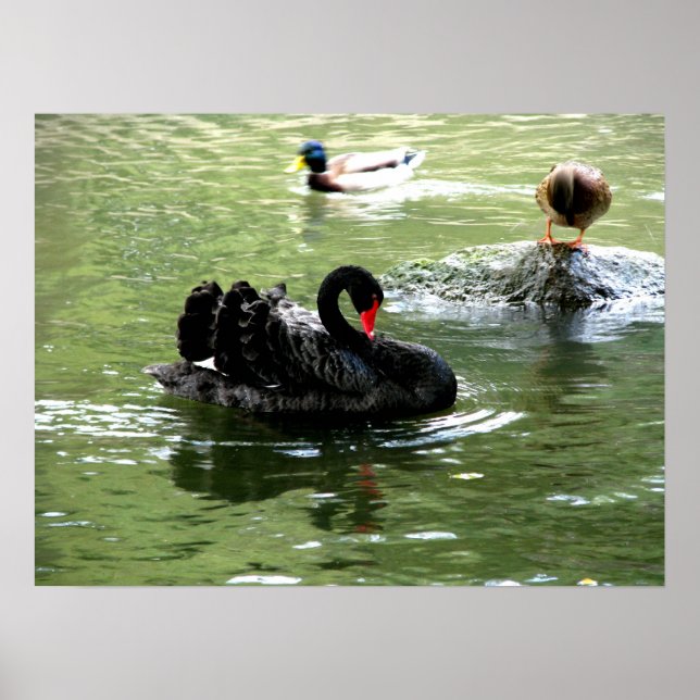Vögel in Wasserplakat Poster (Vorne)