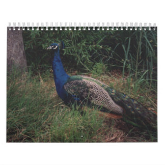 Vogel-Kalender 5 Kalender