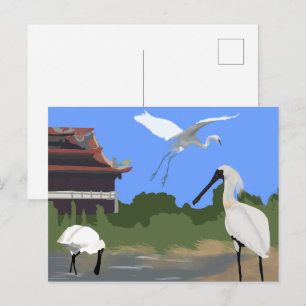 Vögel -- Löffler und Silberreiher Postkarte