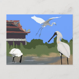 Vögel -- Löffler und Silberreiher Postkarte