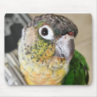 Vogel-Maus-Pad und Schreibtischmatte Mousepad