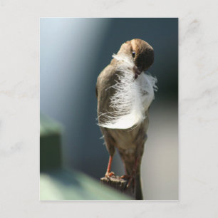 Vogel mit Feder Postkarte