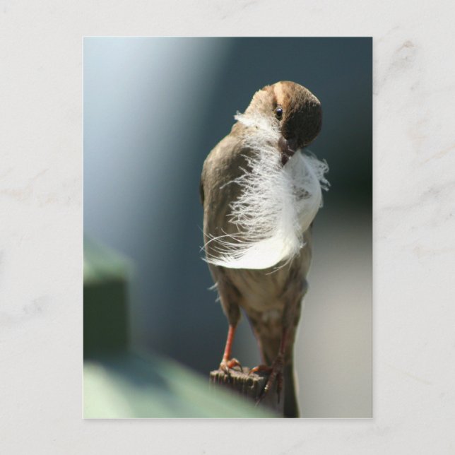 Vogel mit Feder Postkarte (Vorderseite)