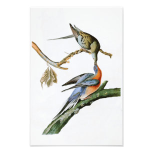 Vögel Passagier-Tauben-Johns Audubon von Amerika Fotodruck