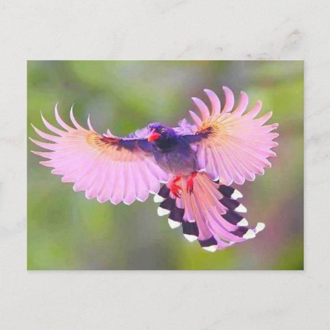 Vogel Postkarte (Vorderseite)