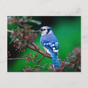 Vogel Postkarte