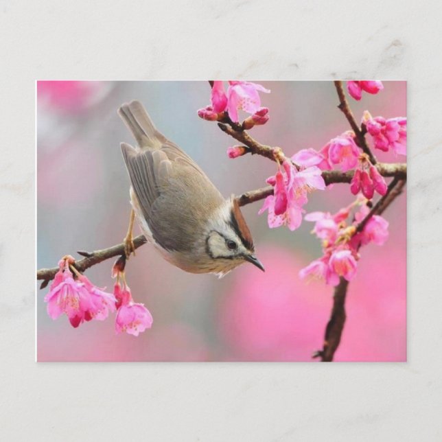 Vogel Postkarte (Vorderseite)