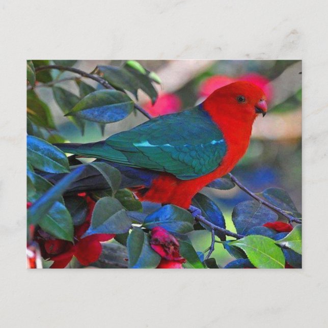 Vogel Postkarte (Vorderseite)