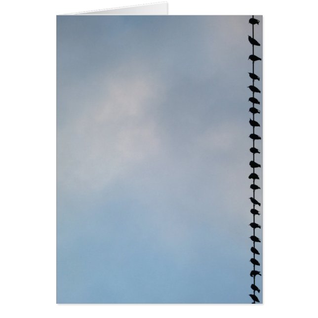 Vögel, San Francisco (Vorne)