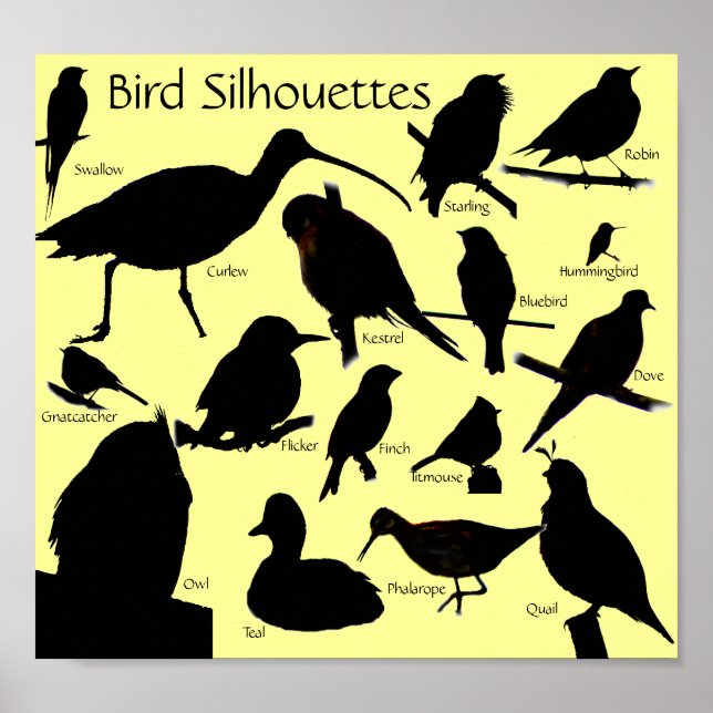 Vogel-Silhouetten (16) Poster (Vorne)