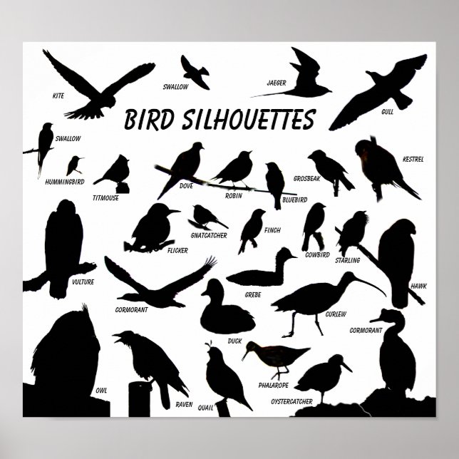 Vogel-Silhouetten (29) Poster (Vorne)