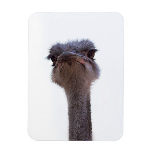 Vogel Strauß Magnet