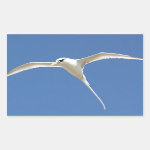 Vogel Stroh in Schwanz Mauritius Rechteckiger Aufkleber