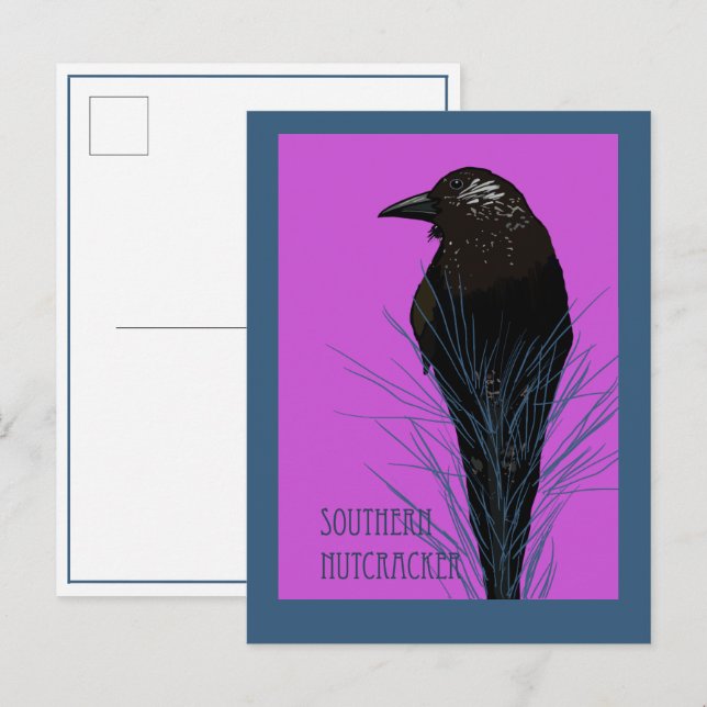 Vogel -- Südlicher Tannenhäher Postkarte (Vorne/Hinten)