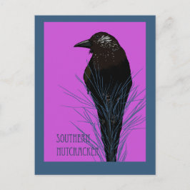 Vogel -- Südlicher Tannenhäher Postkarte