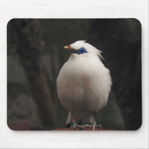 Vogel, Tier, Natur Mousepad
