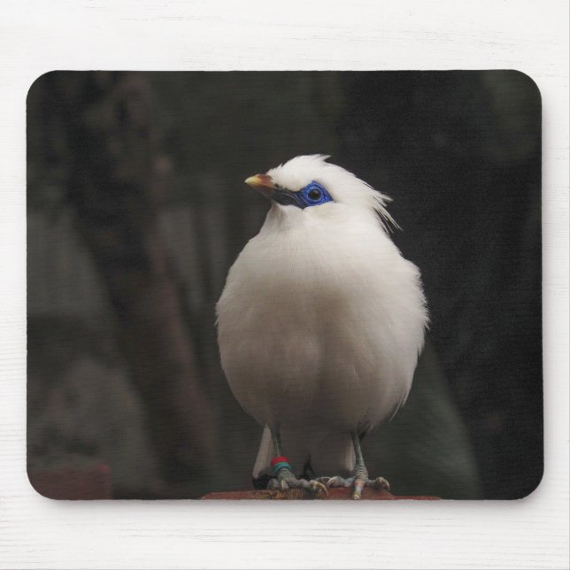 Vogel, Tier, Natur Mousepad (Vorne)