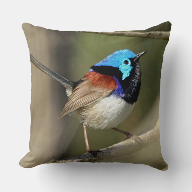 Vogel - Variegated Fairywren Kissen (Vorderseite)