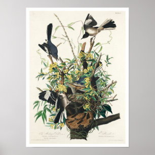 Vogel von Audubon Poster